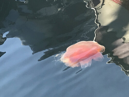jellyFish.JPG